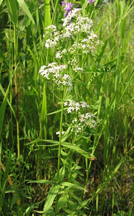 Изображение особи Galium physocarpum.