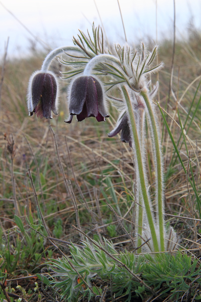 Image of Pulsatilla bohemica specimen.