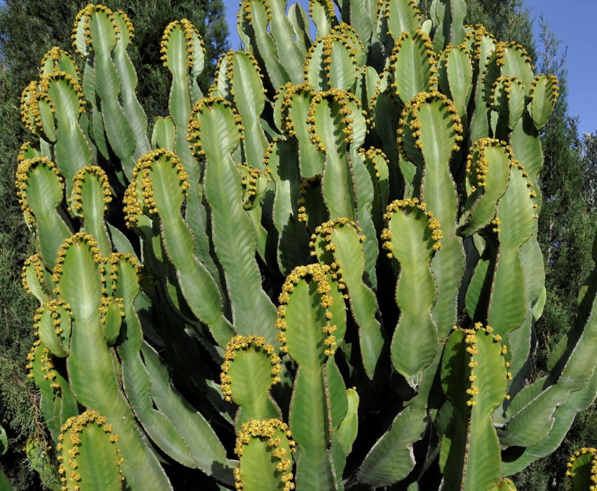 Image of Euphorbia ingens specimen.