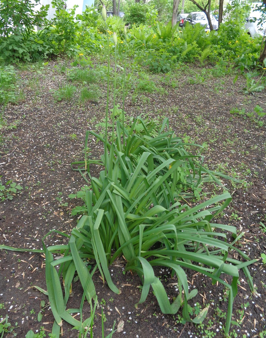 Image of genus Allium specimen.