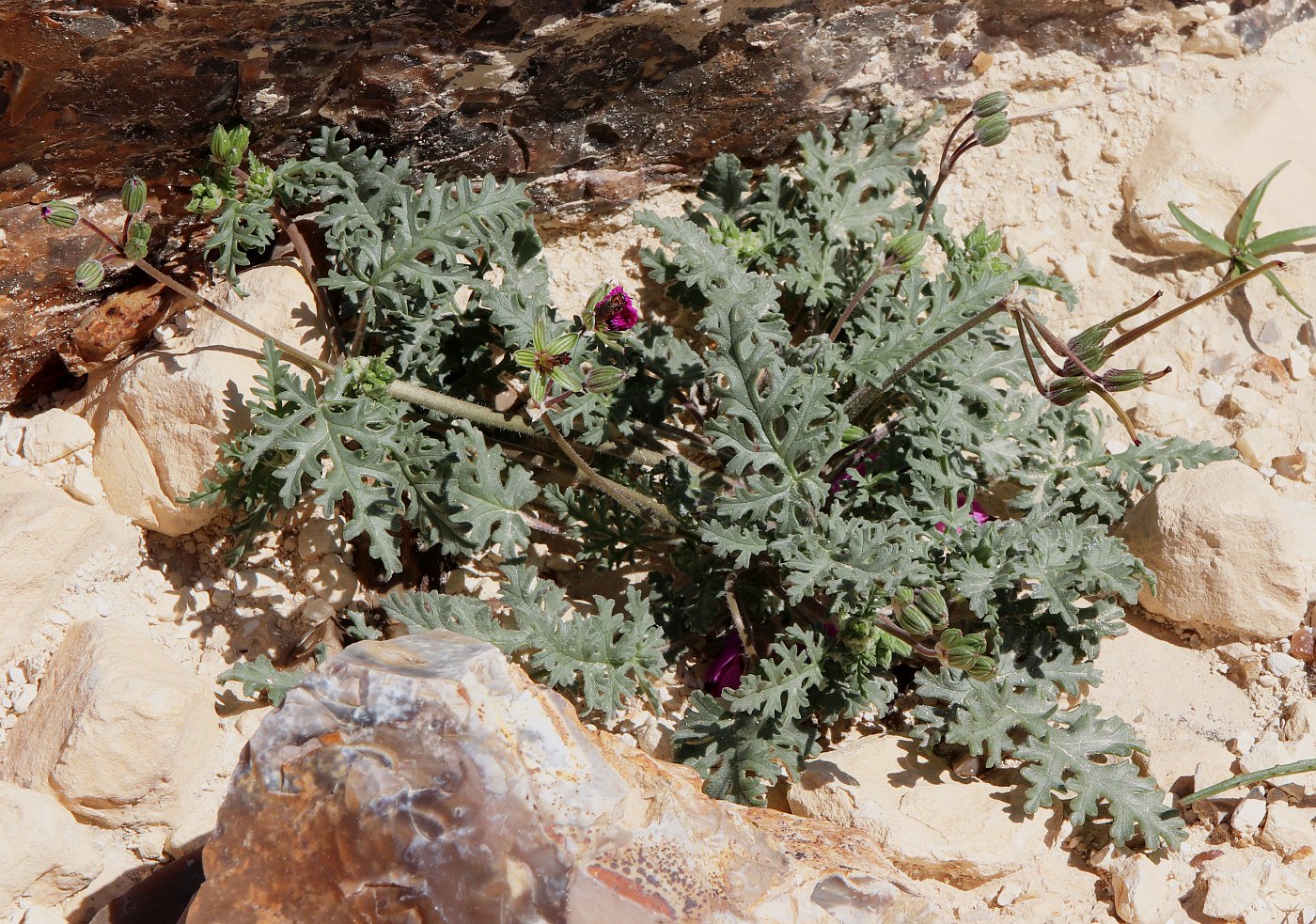 Image of Erodium crassifolium specimen.