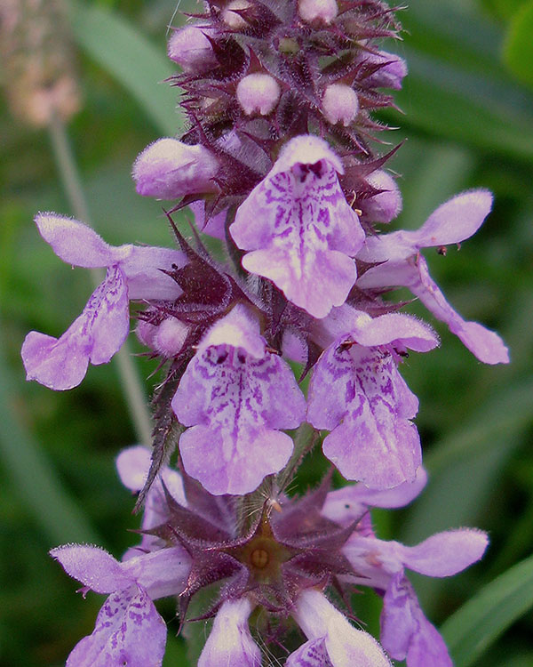 Изображение особи Stachys palustris.