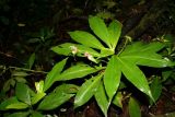 Tradescantia zanonia