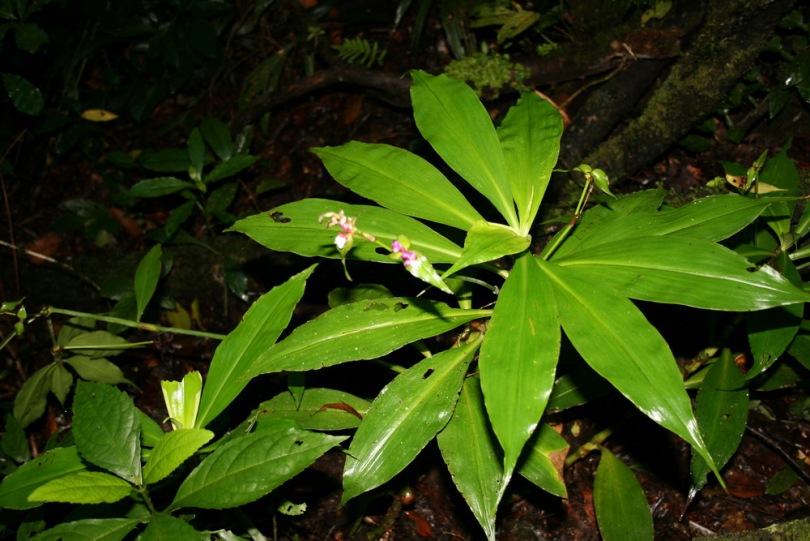 Изображение особи Tradescantia zanonia.