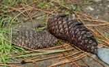 род Pinus. Опавшие шишки и осыпавшаяся хвоя. Краснодарский край, МО город-курорт Сочи, Адлерский р-н, м-н Адлер, морская набережная в окр. устья р. Мзымта. 6 октября 2019 г.