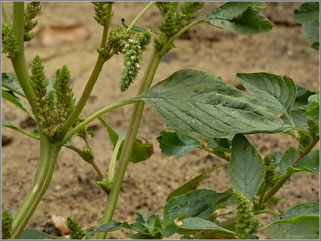 Изображение особи Amaranthus retroflexus.