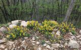 Corydalis speciosa