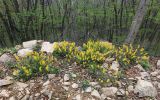 Corydalis speciosa. Цветущие растения. Приморский край, окр. г. Владивосток, на обочине дороги в широколиственном лесу. 08.05.2020.