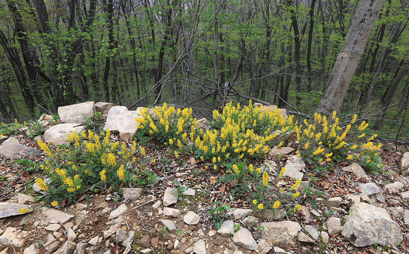 Image of Corydalis speciosa specimen.