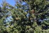 Pseudotsuga menziesii. Верхушки ветвей с молодыми шишками и микростробилами. Беларусь, г. Минск, парк Грековой, декоративное озеленение. 23.05.2020.