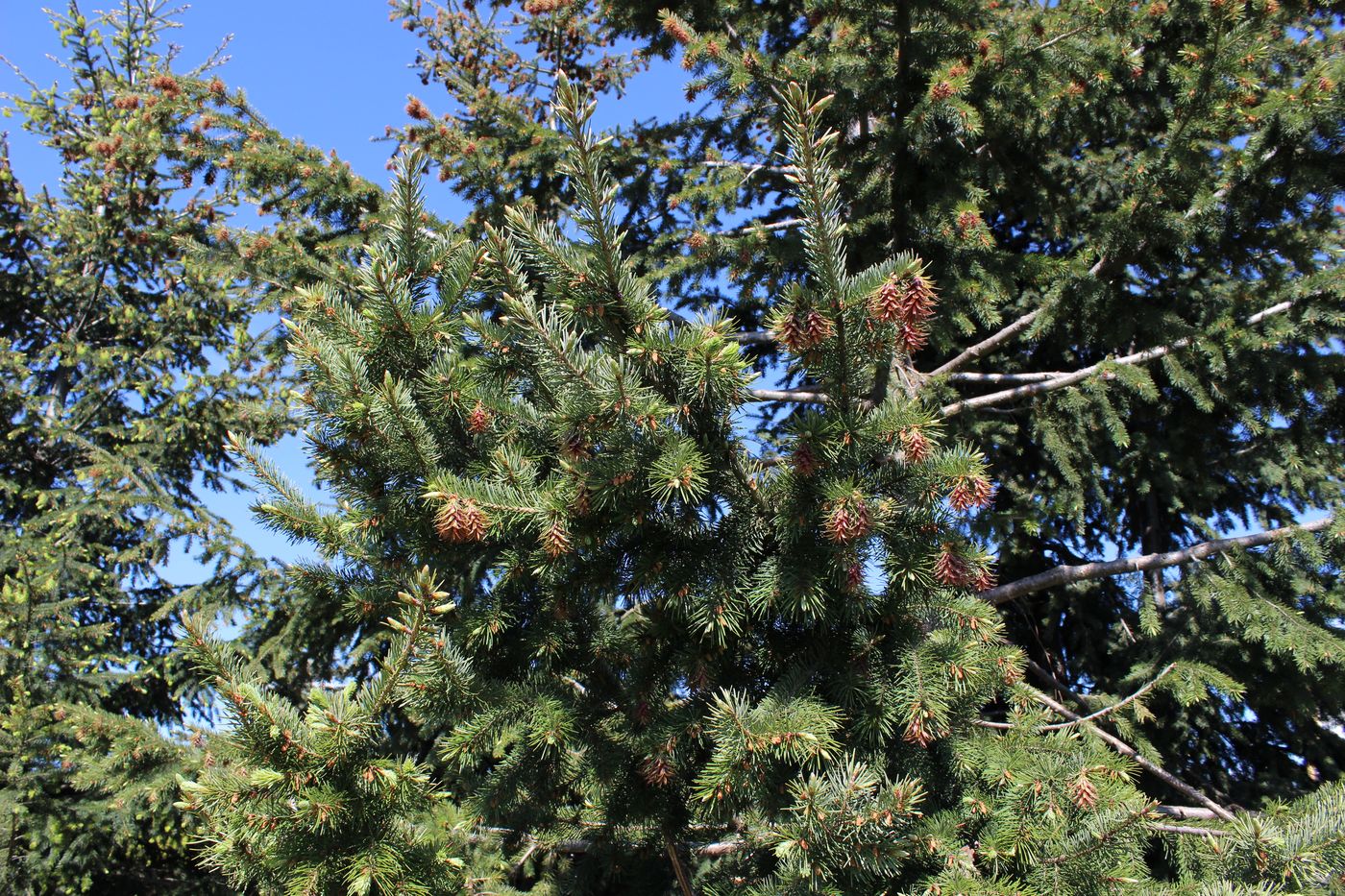 Изображение особи Pseudotsuga menziesii.