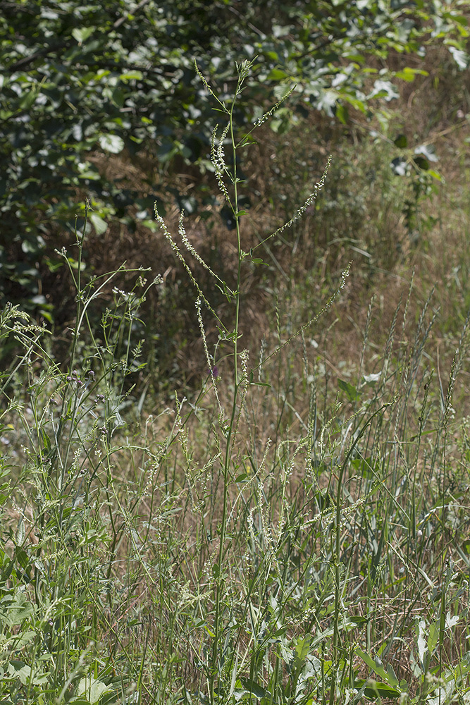 Image of Melilotus albus specimen.