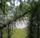 Larix sibirica. Часть ветви. Пермский край, г. Пермь, Ленинский р-н, городская эспланада, сквер, в озеленении. 06.07.2020.