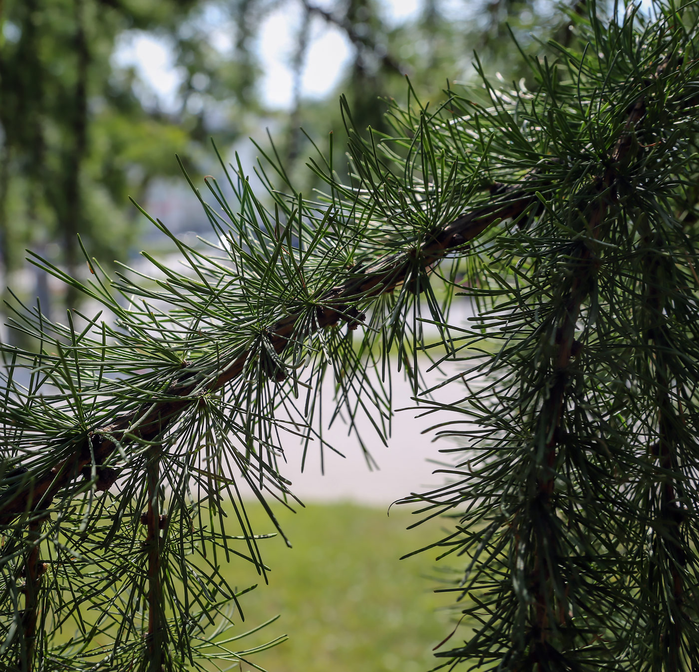 Изображение особи Larix sibirica.