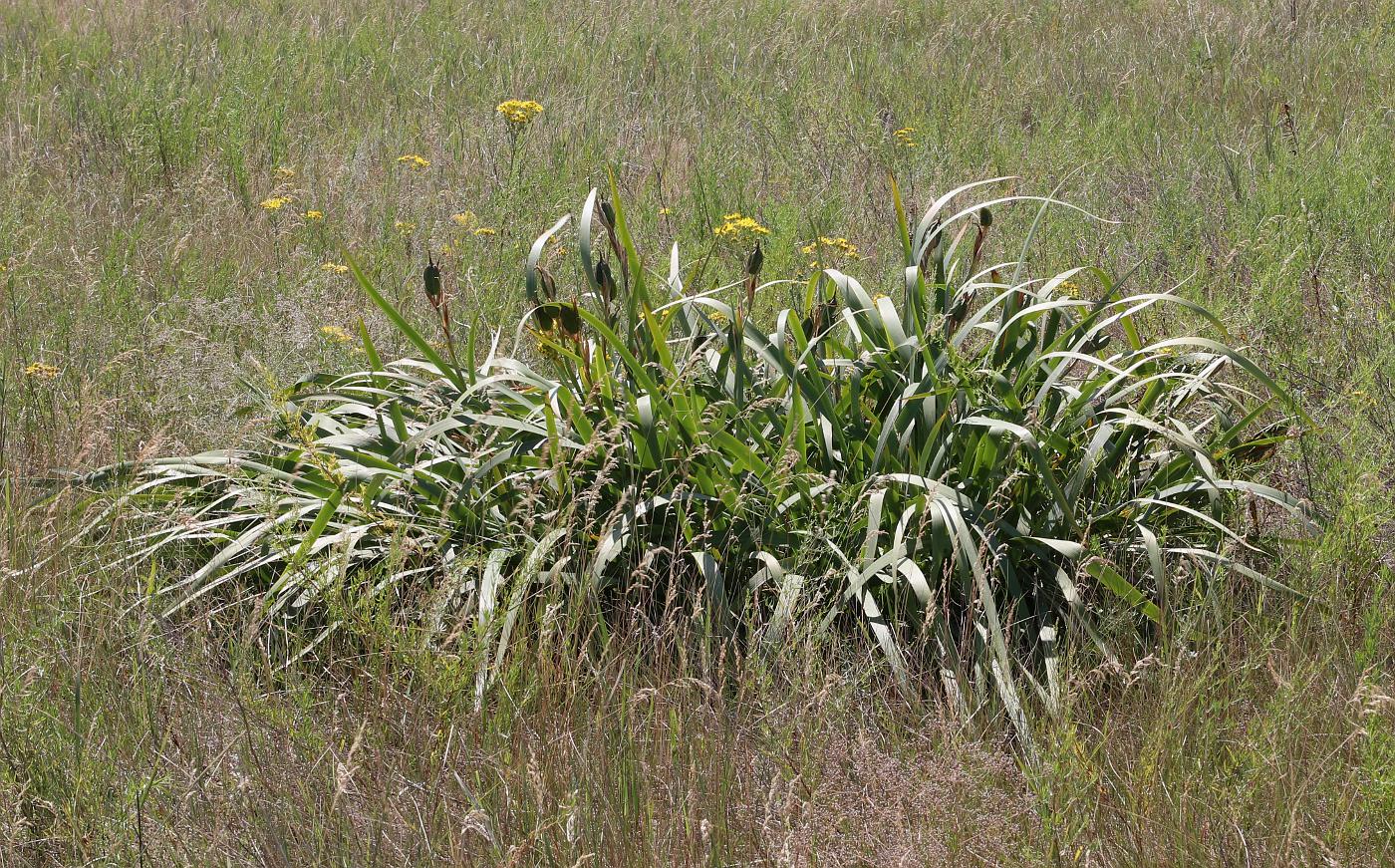 Image of Iris halophila specimen.