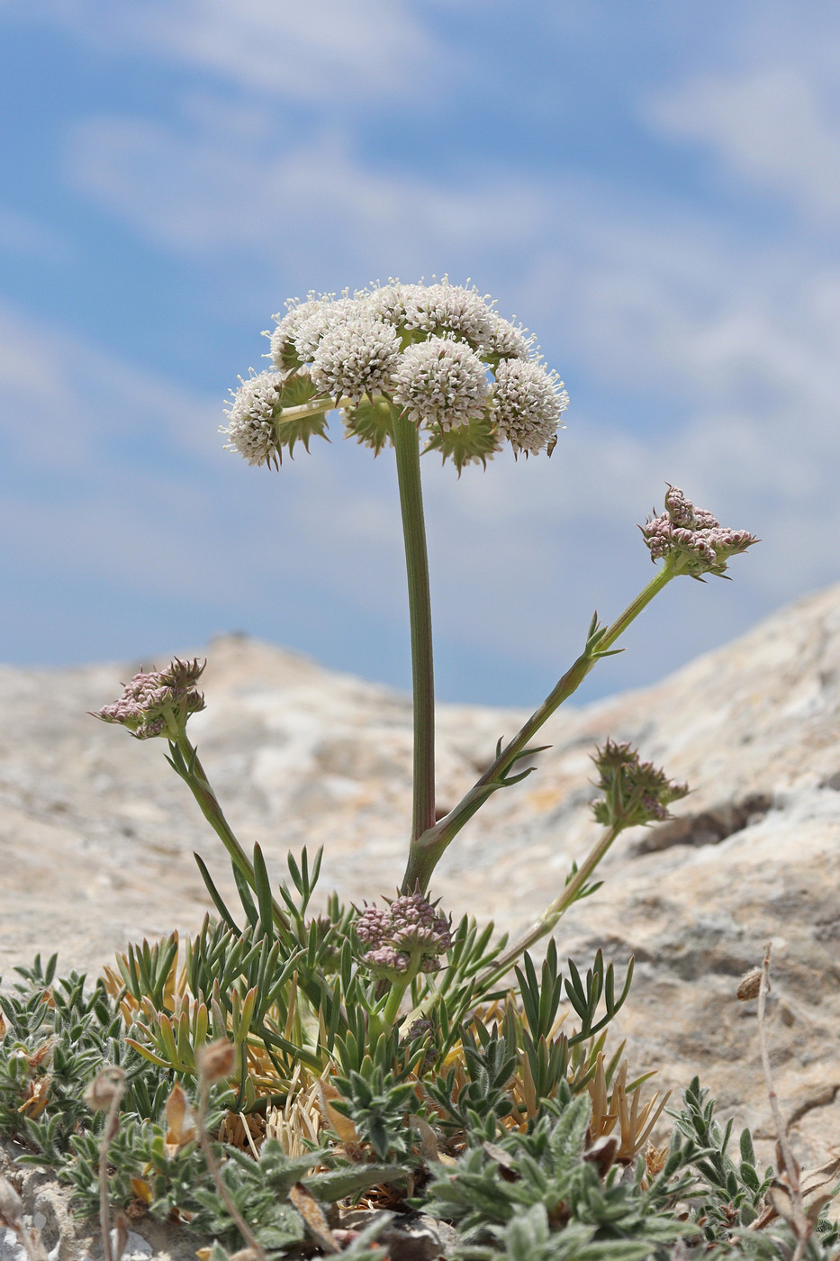 Image of Seseli lehmannii specimen.