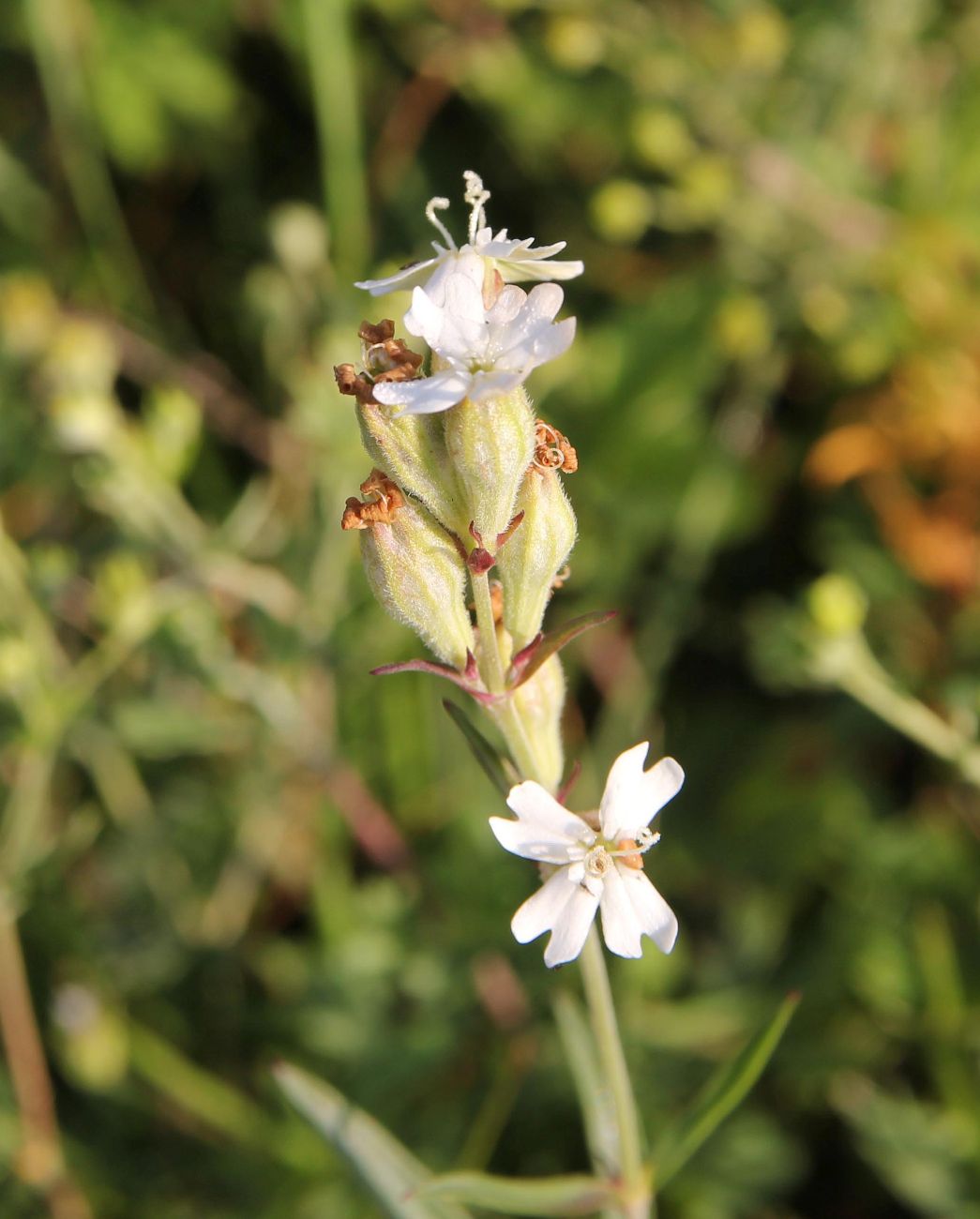 Изображение особи Silene amoena.