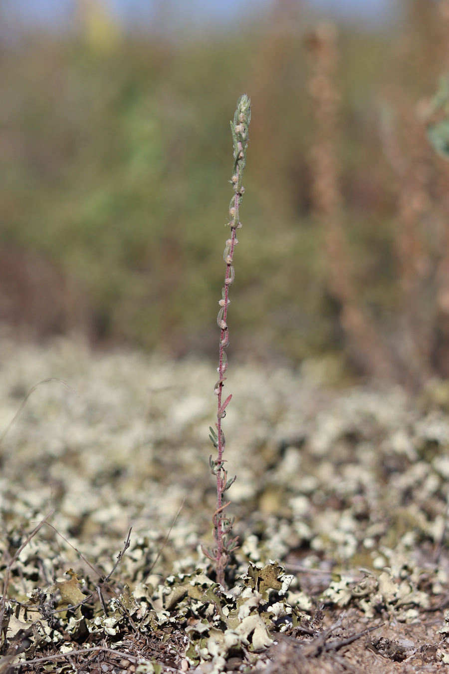 Изображение особи Bassia laniflora.