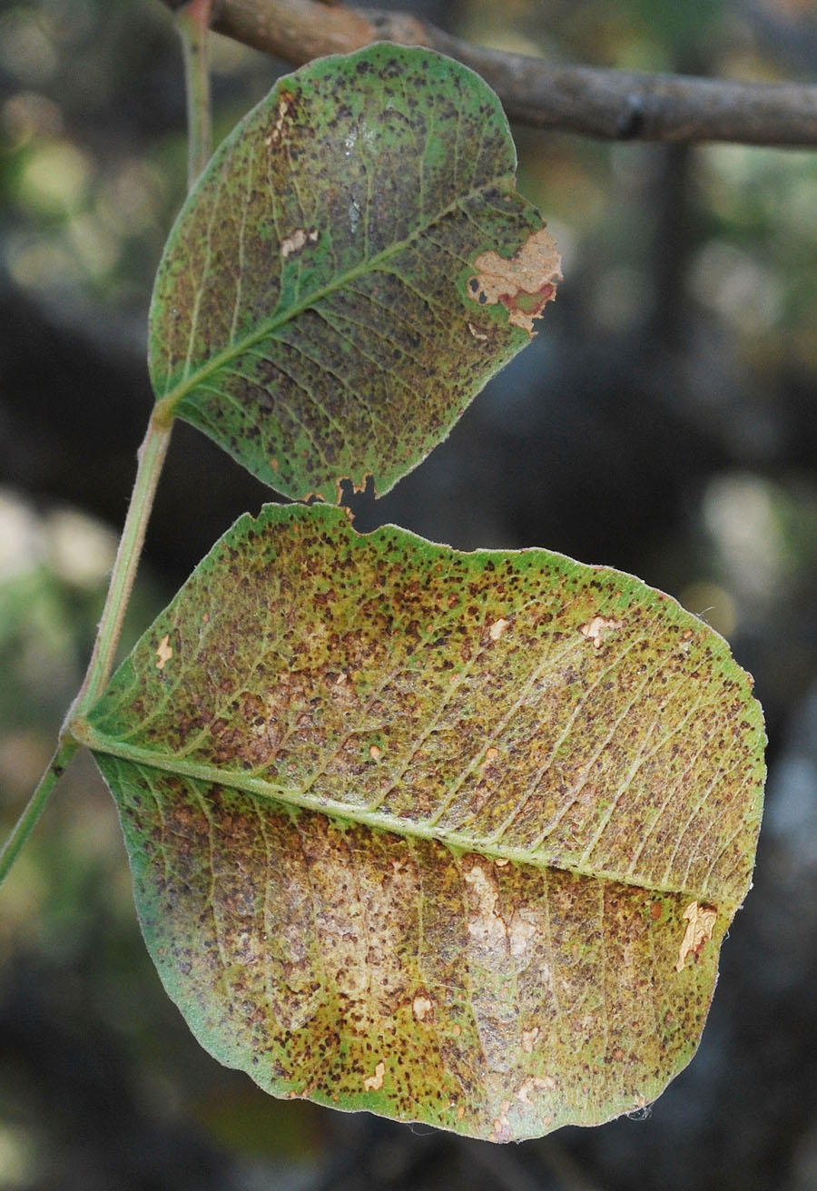 Image of Pistacia vera specimen.