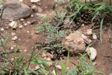 Tephrosia purpurea. Цветущее растение. Намибия, регион Khomas, ок. 40 км западнее г. Виндхук, \"Eagle Rock Guest Farm\"; плато Khomas, ок. 1900 м н.у.м., саванновое редколесье. 24.02.2020.