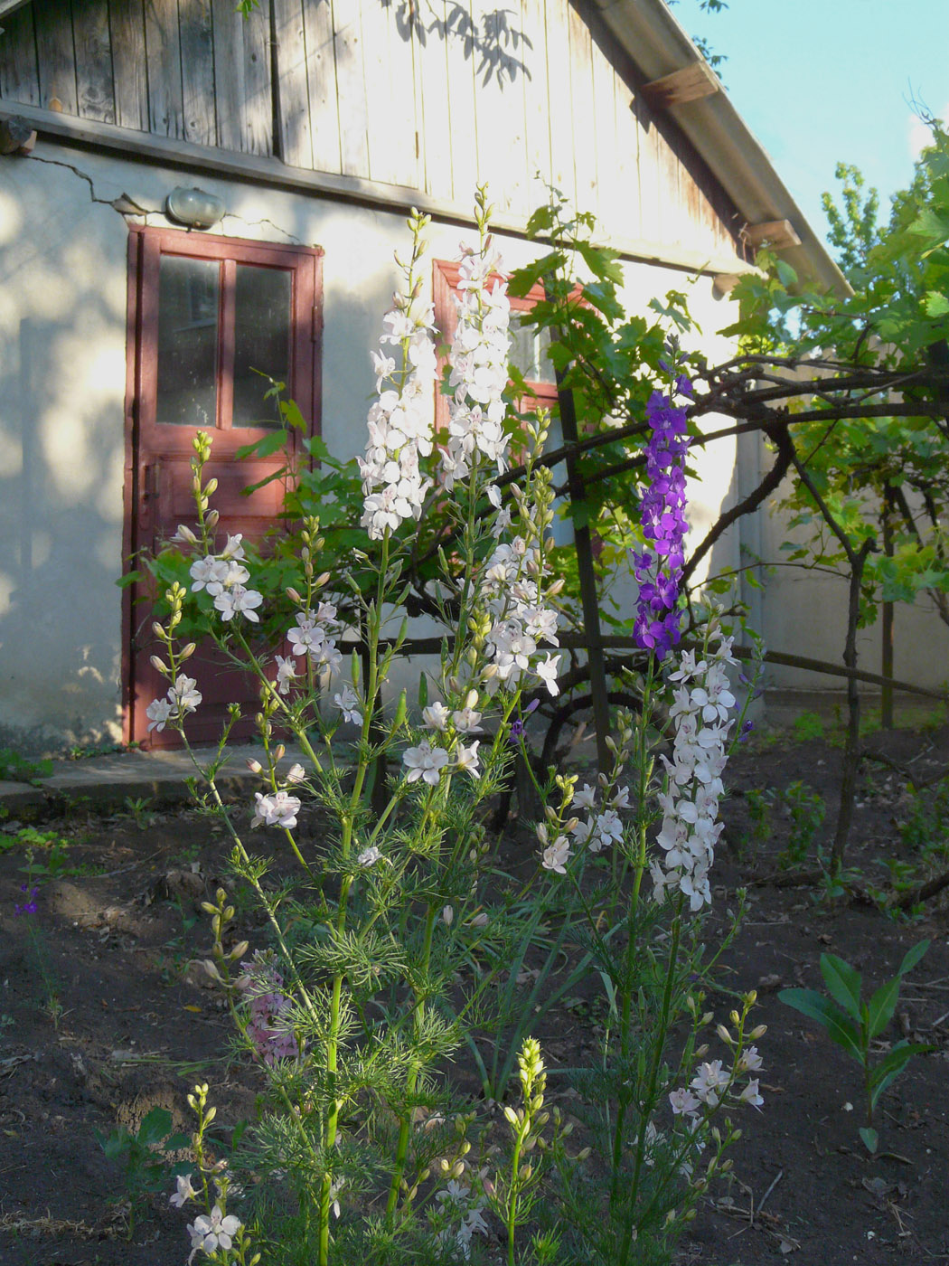 Image of Delphinium ajacis specimen.