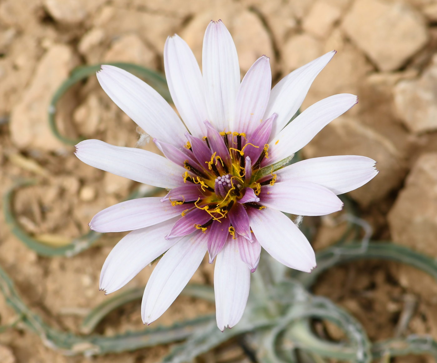 Изображение особи Tragopogon collinus.