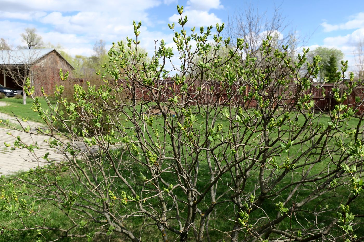 Image of Syringa vulgaris specimen.
