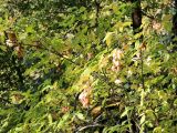 Staphylea colchica. Часть ветви плодоносящего растения. Краснодарский край, Туапсинский р-н, западный склон горы Семашхо, на скальном уступе в широколиственном лесу. 04.10.2020.