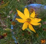 Coreopsis verticillata