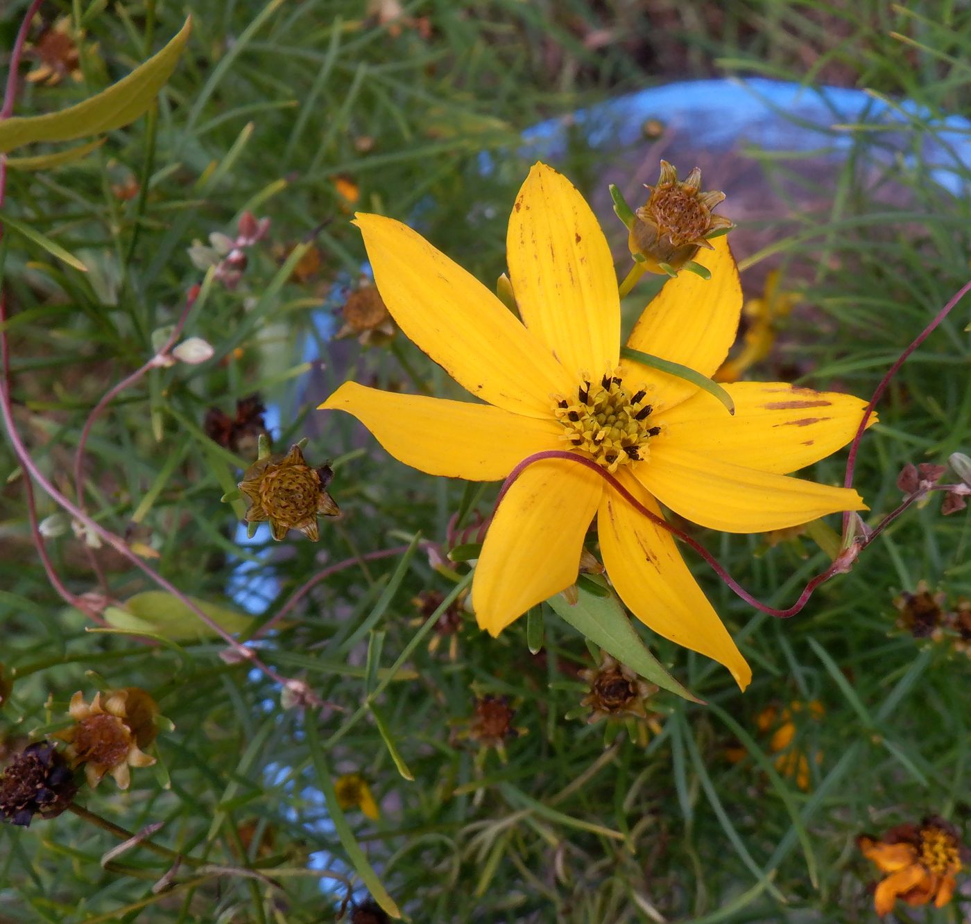 Image of Coreopsis verticillata specimen.