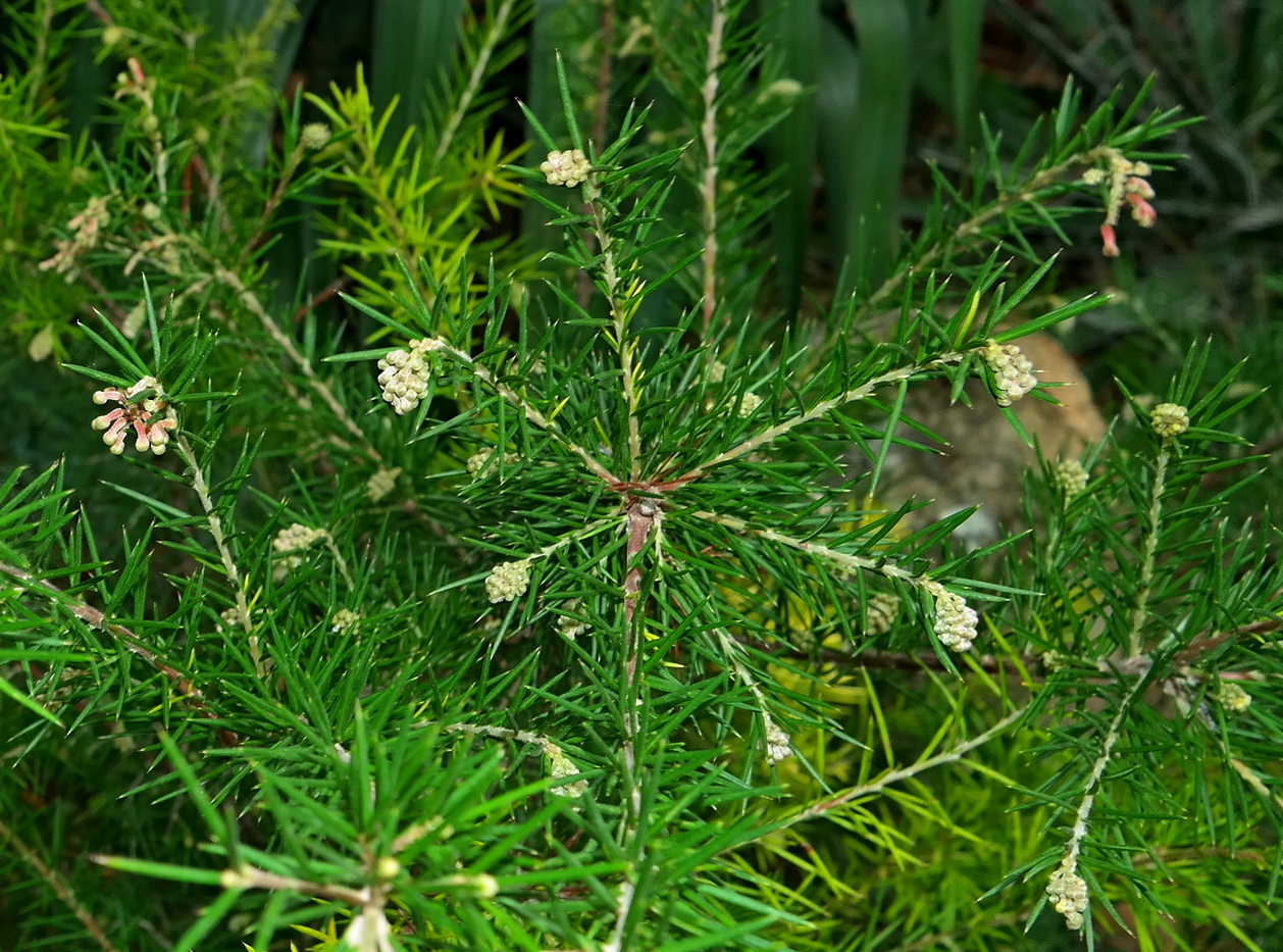 Изображение особи Erica arborea.