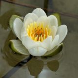 Nymphaea candida