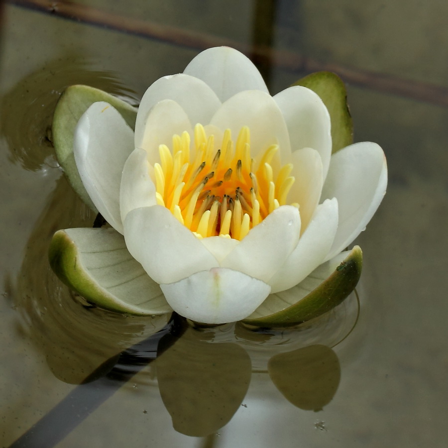 Image of Nymphaea candida specimen.