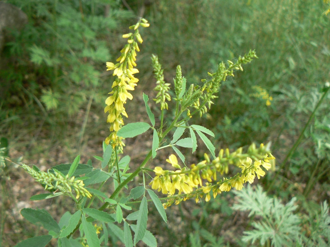 Изображение особи Melilotus officinalis.