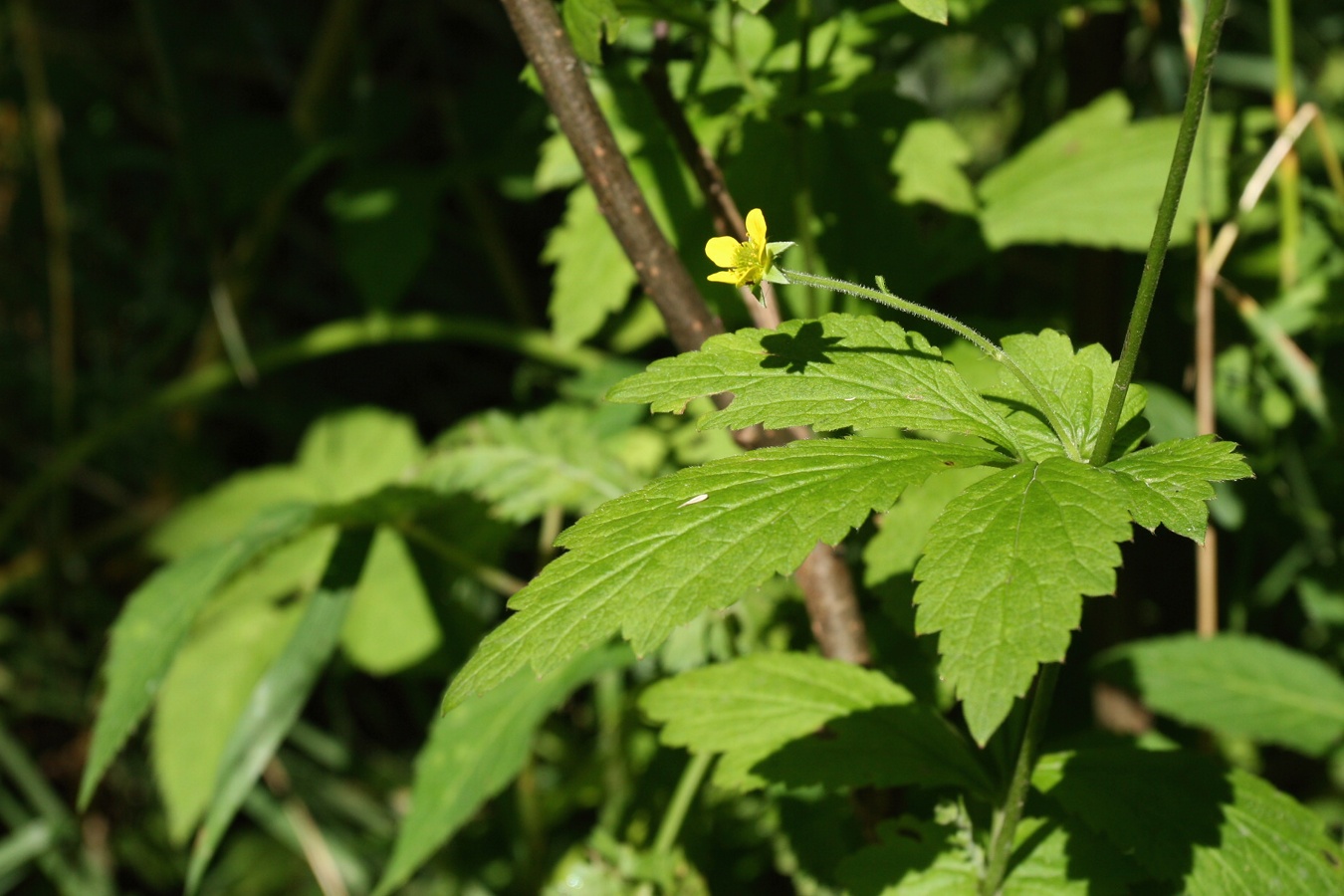 Image of Geum urbanum specimen.