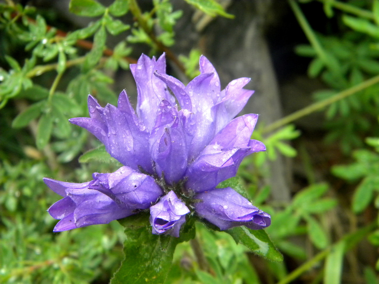 Image of Campanula glomerata specimen.