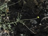 Phagnalon subspecies graecum