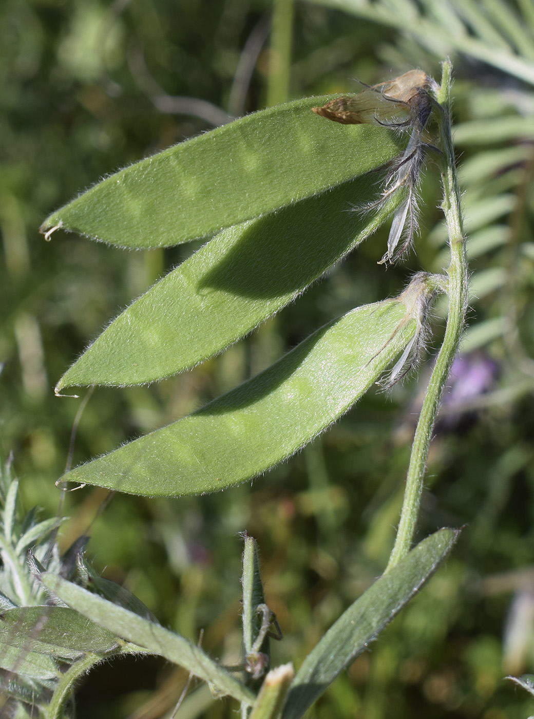 Изображение особи Vicia benghalensis.