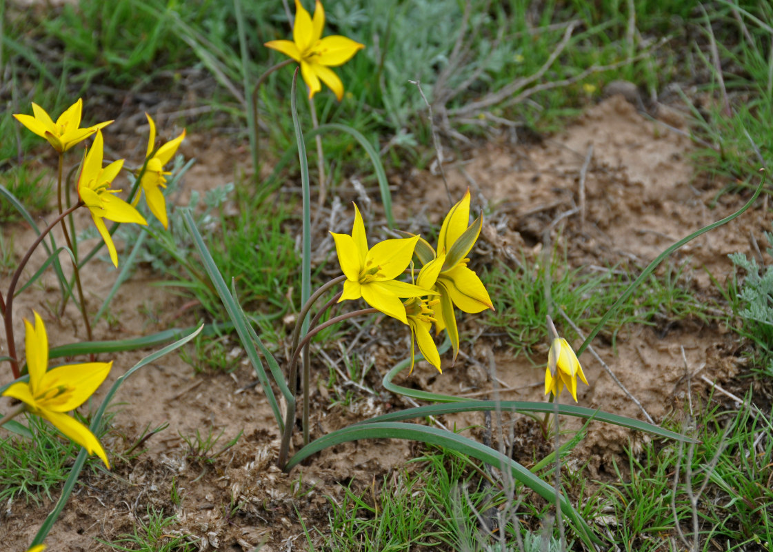 Изображение особи Tulipa biebersteiniana.