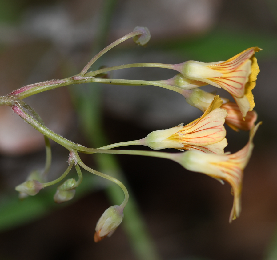 Image of genus Oxalis specimen.