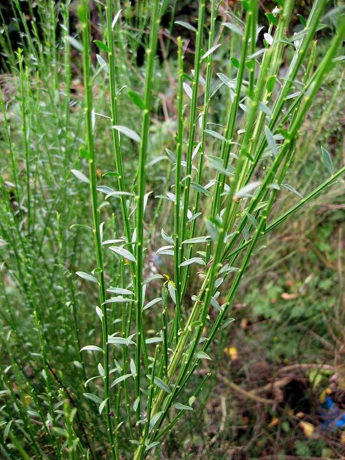 Image of Sarothamnus scoparius specimen.