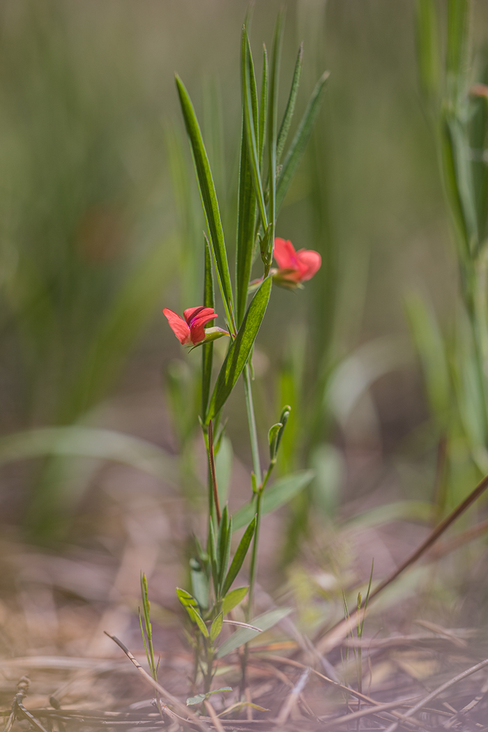 Изображение особи Lathyrus cicera.