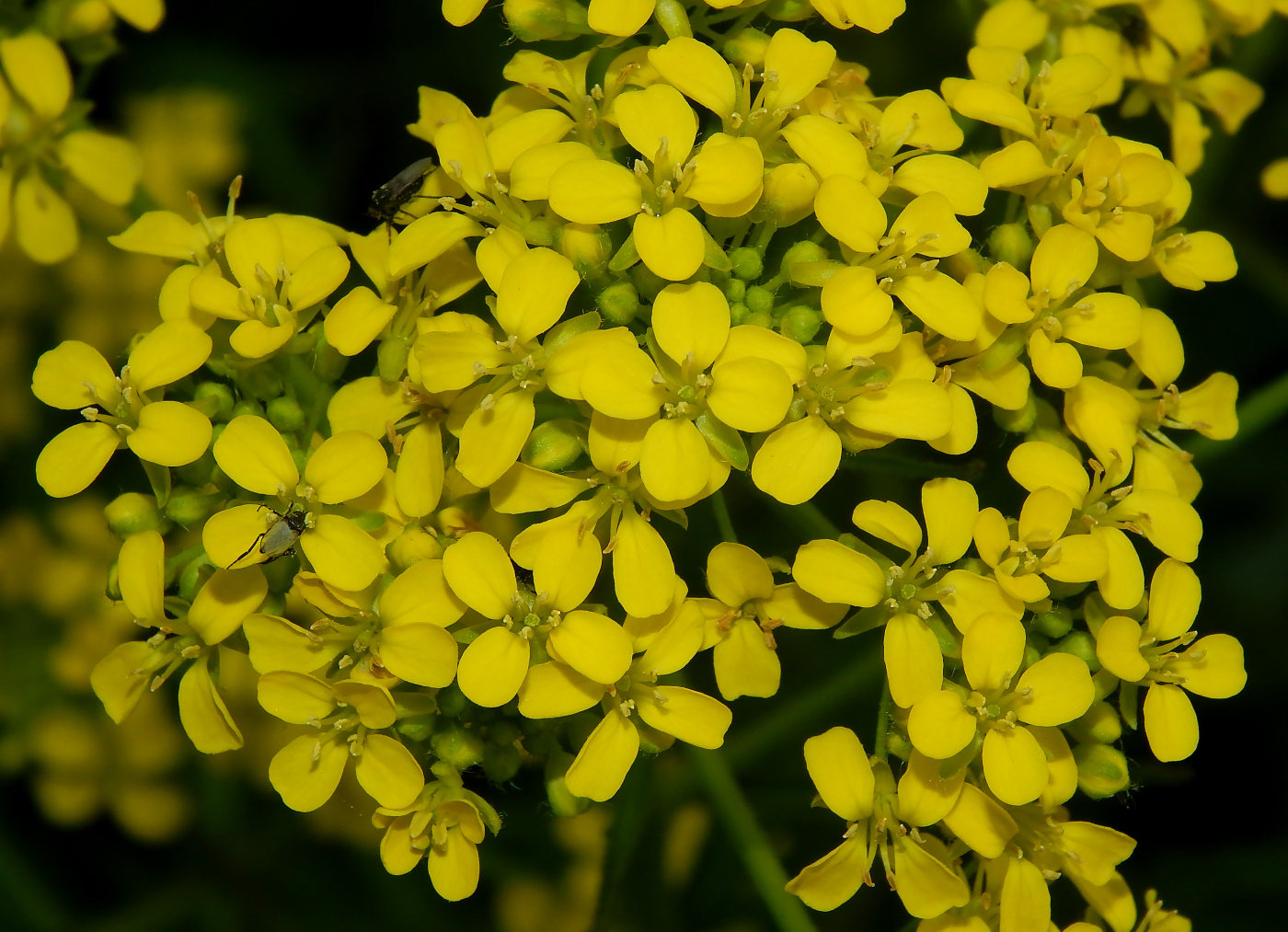 Изображение особи Bunias orientalis.