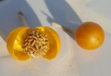 Solanum elaeagnifolium. Вскрытый и целый сухие прошлогодние плоды. Греция, Эгейское море, о. Сирос, окр. пос. Фабрика (Φάμπρικα), заросший приусадебный участок. 26.03.2021.