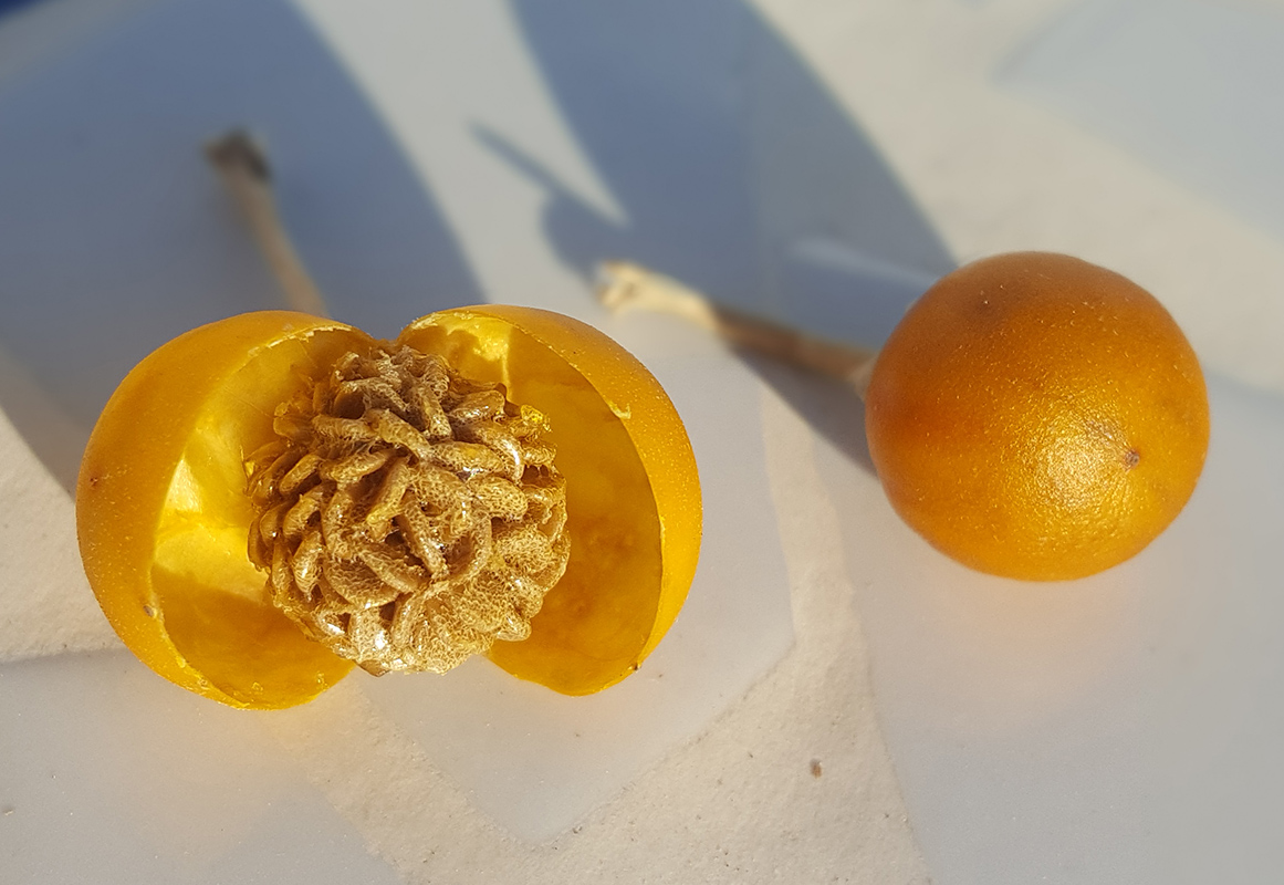 Image of Solanum elaeagnifolium specimen.