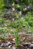 Epipactis palustris