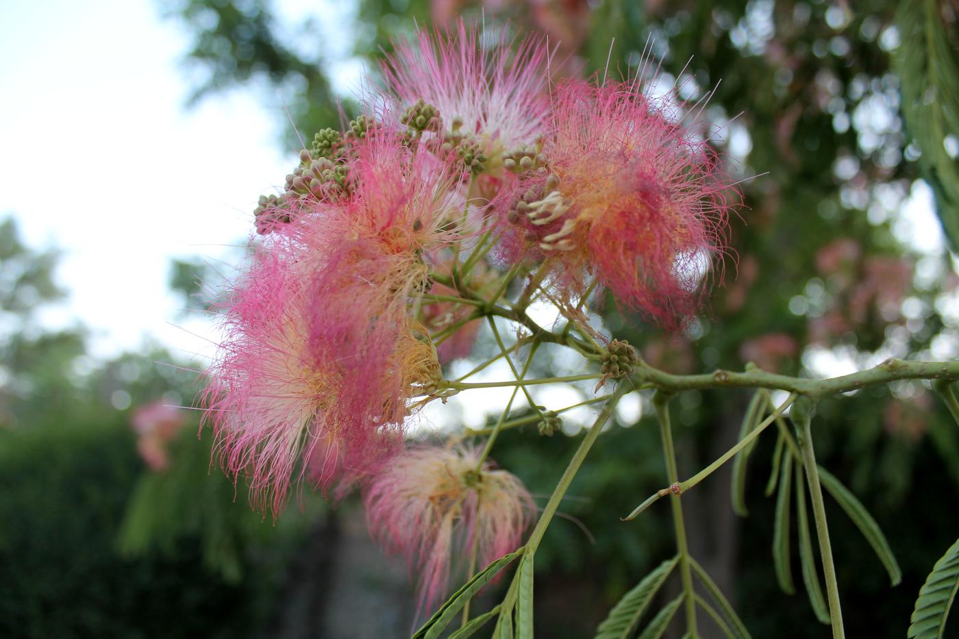 Изображение особи Albizia julibrissin.