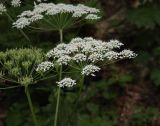 Heracleum sommieri. Соцветия с цветками и завязавшимися плодами. Дагестан, Буйнакский р-н, окр. с. Манасаул, широколиственный лес, берег ручья. 23 июня 2021 г.