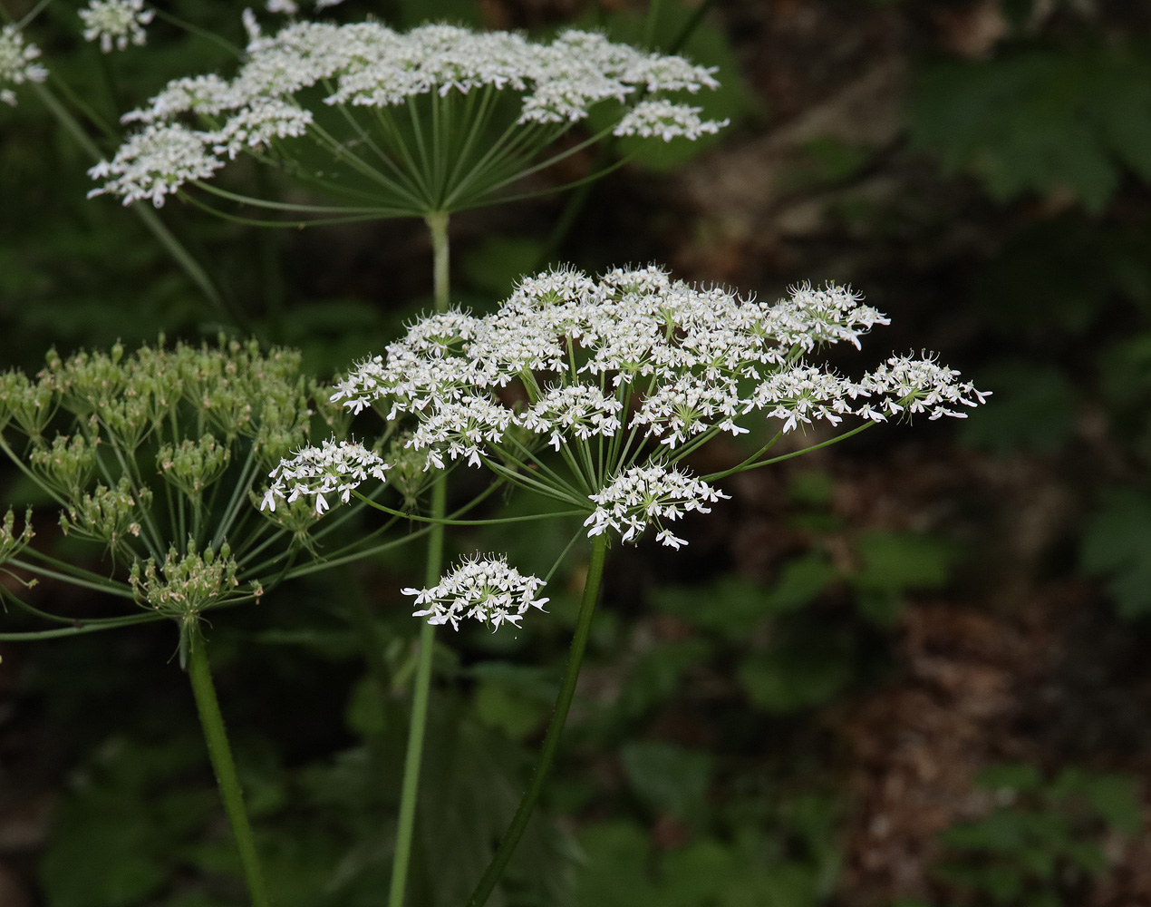 Image of Heracleum sommieri specimen.