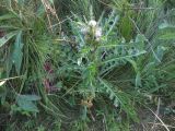 Cirsium roseolum